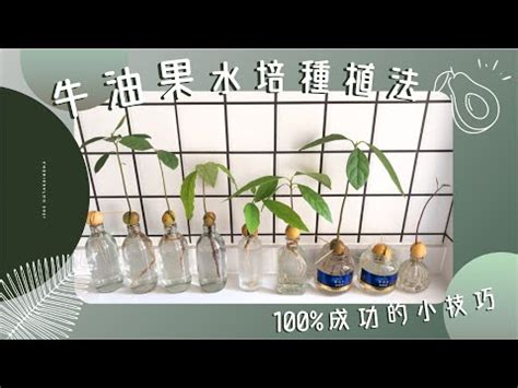 室內水種植物|【水種】不可錯過的9大水培室內植物 